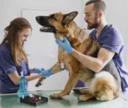 Pet-care